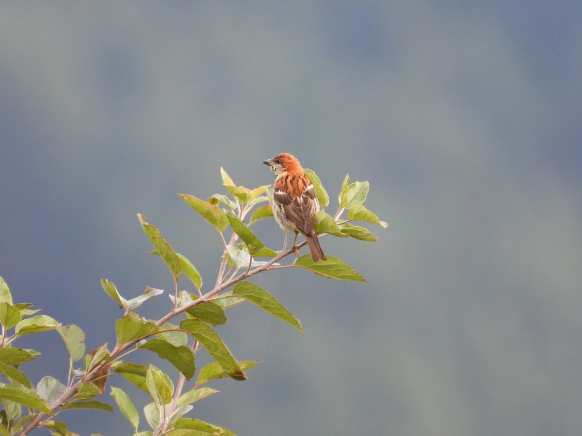 Russet Sparrow - ML623559101