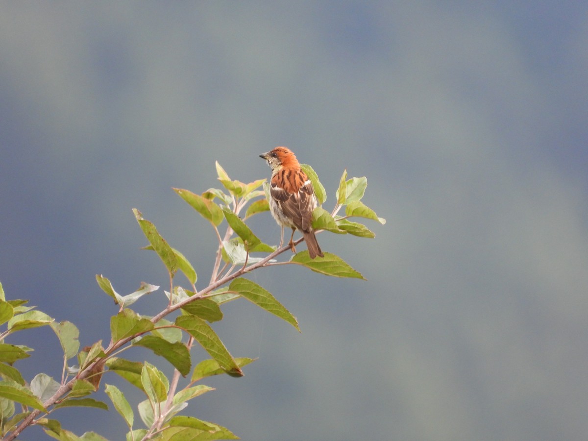 Russet Sparrow - ML623559102