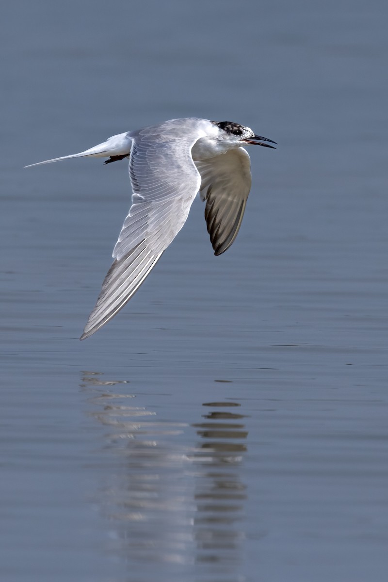 Common Tern - Mike “Champ” Krzychylkiewicz