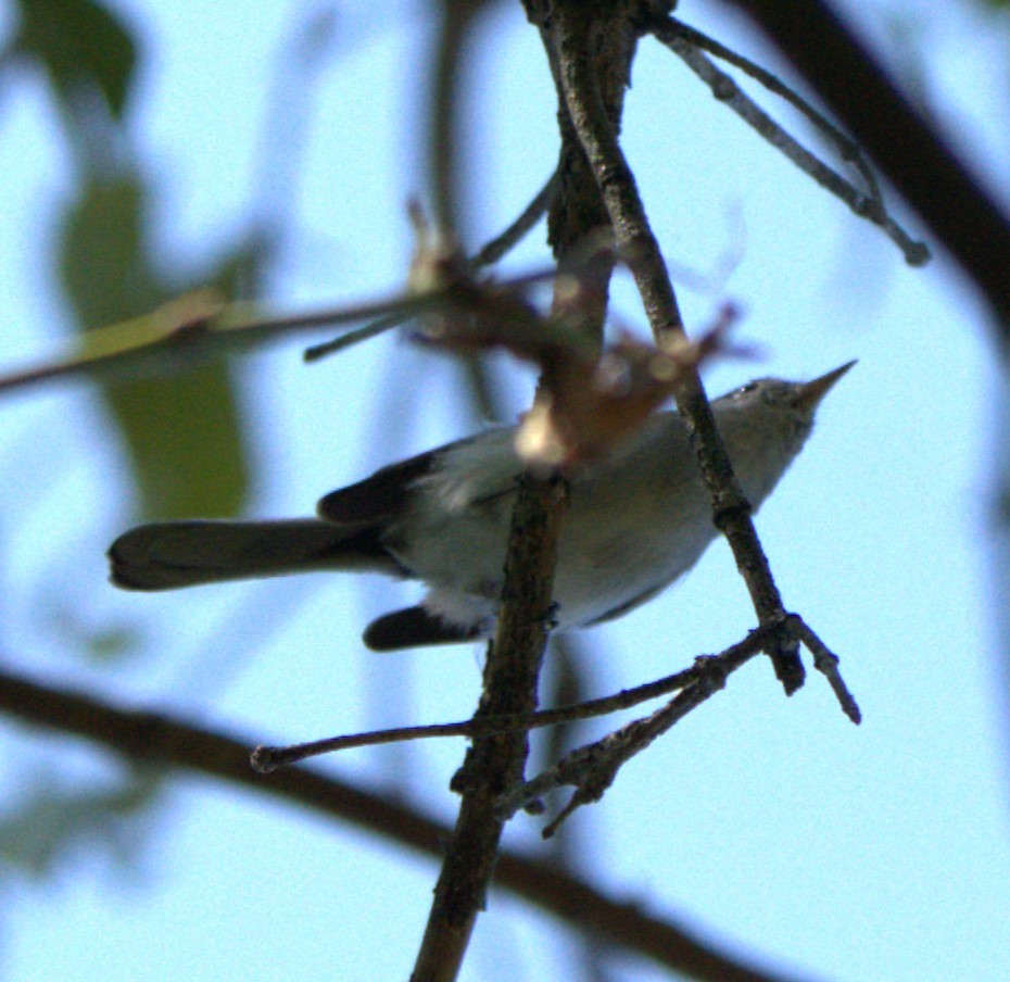 Blue-gray Gnatcatcher - ML623559119