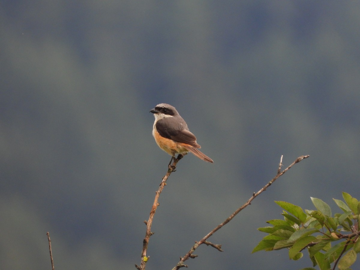 Gray-backed Shrike - ML623559120