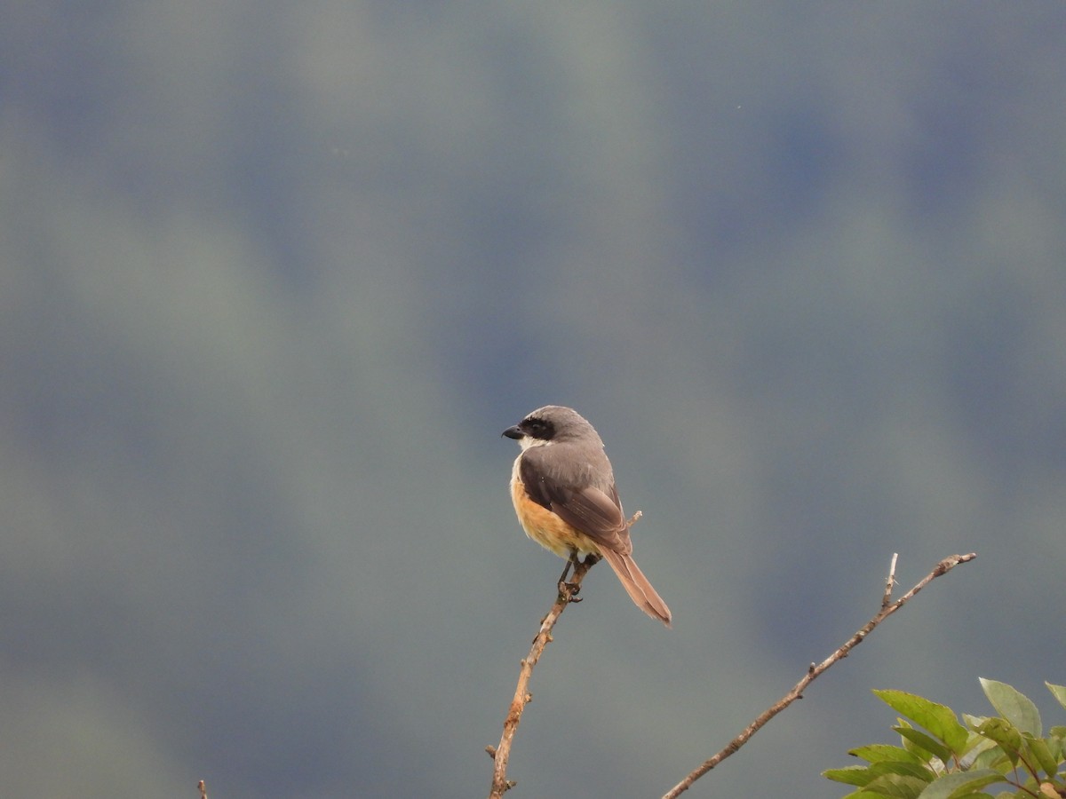 Gray-backed Shrike - Matthew Maciosek