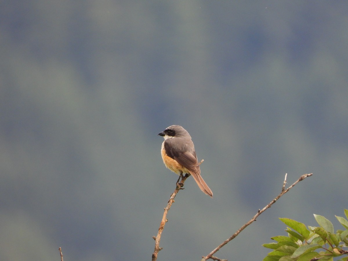 Gray-backed Shrike - ML623559122