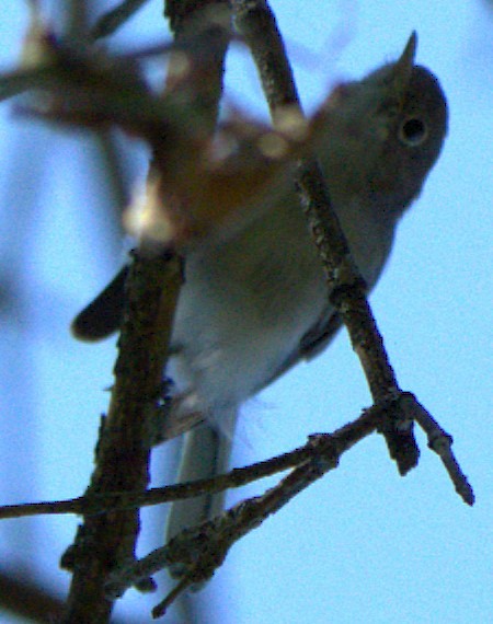 Blue-gray Gnatcatcher - ML623559125