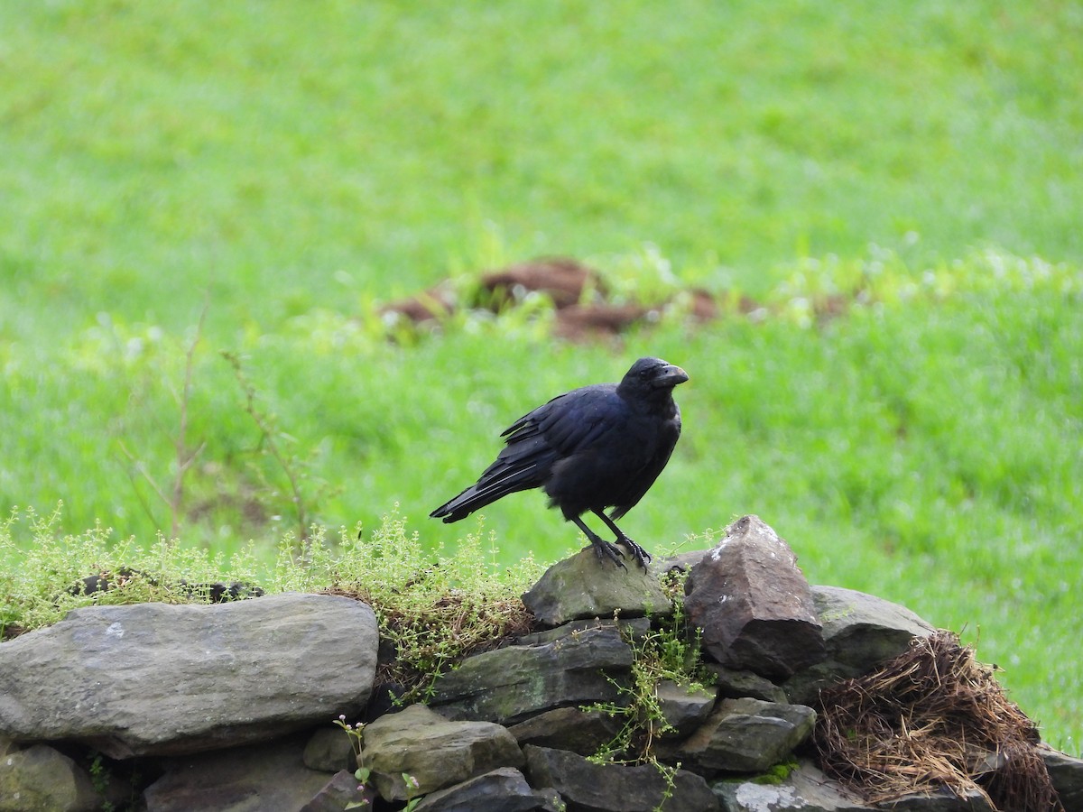 Large-billed Crow - ML623559126