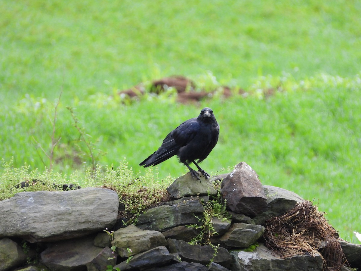 Large-billed Crow - ML623559127