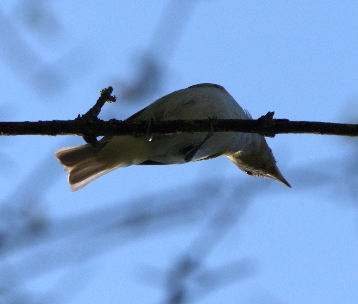 Red-eyed Vireo - ML623559132