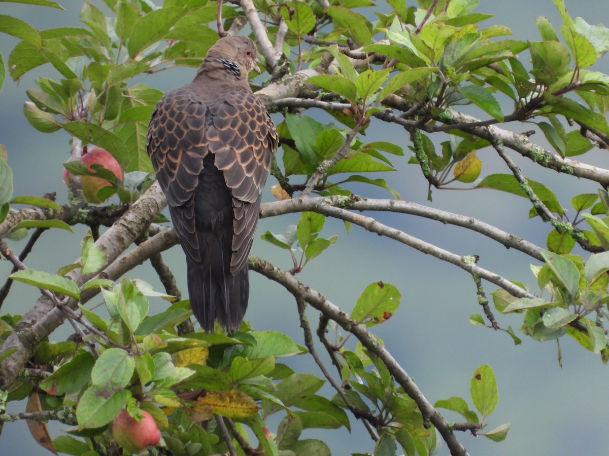 珠頸斑鳩 - ML623559140