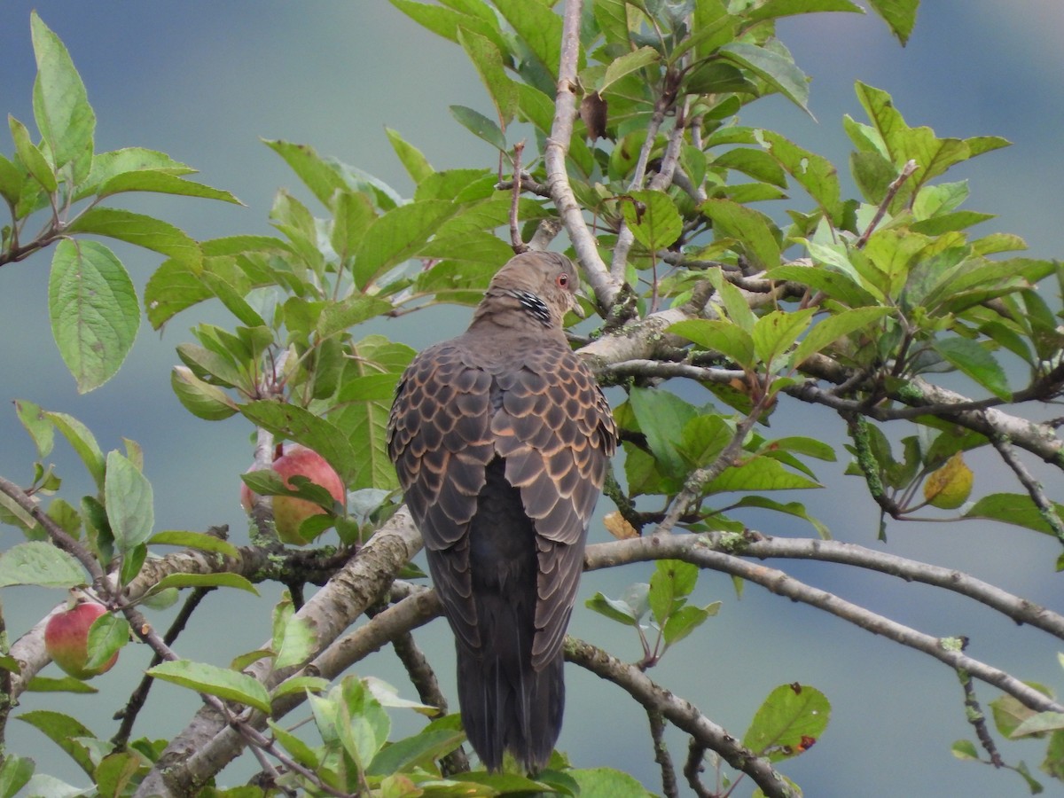 珠頸斑鳩 - ML623559141