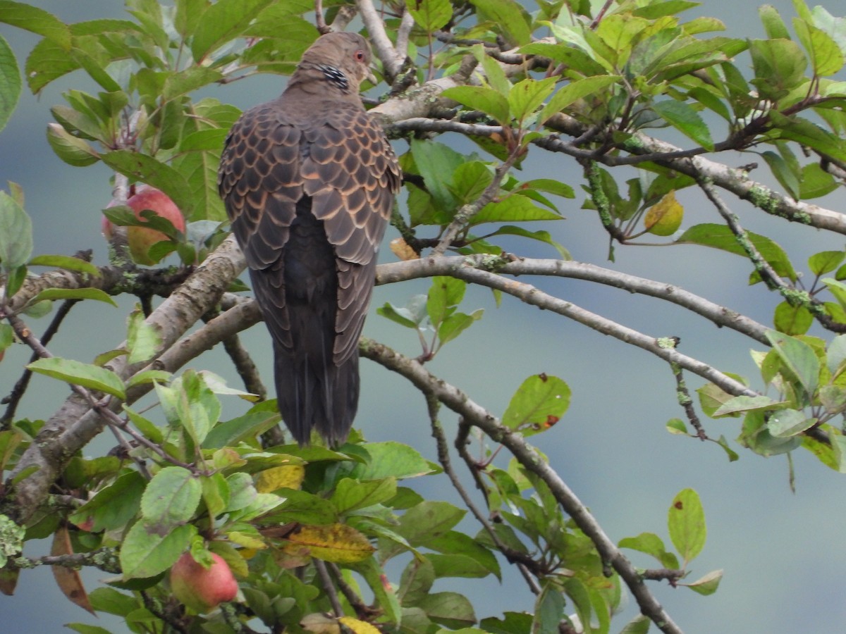 Spotted Dove - ML623559142