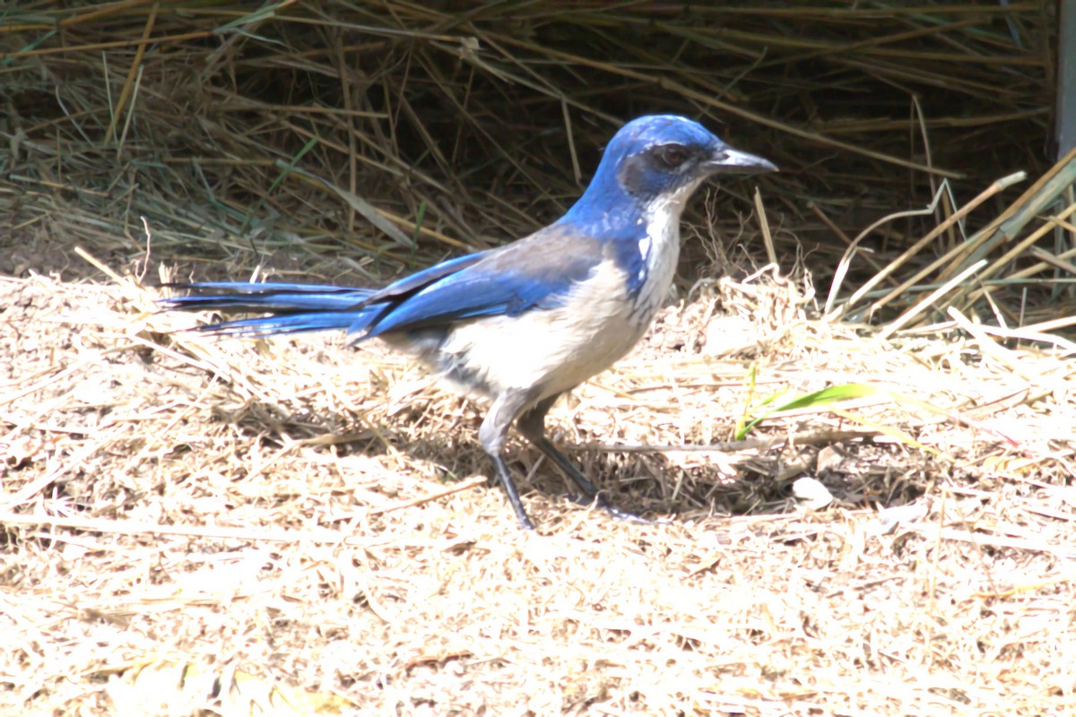 Island Scrub-Jay - ML623559144