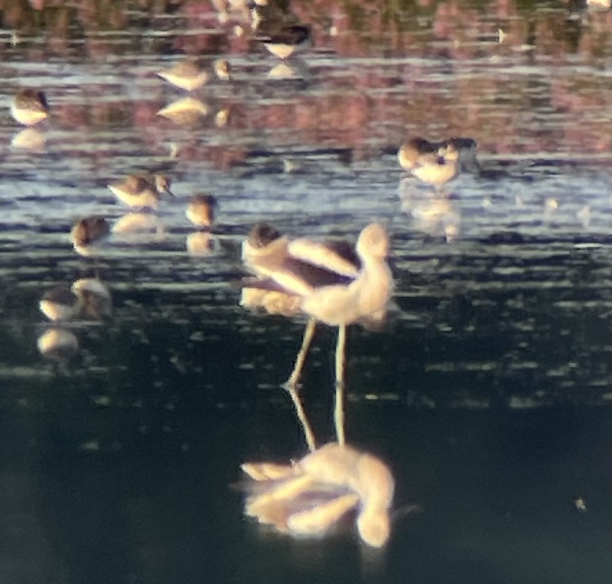 American Avocet - ML623559169