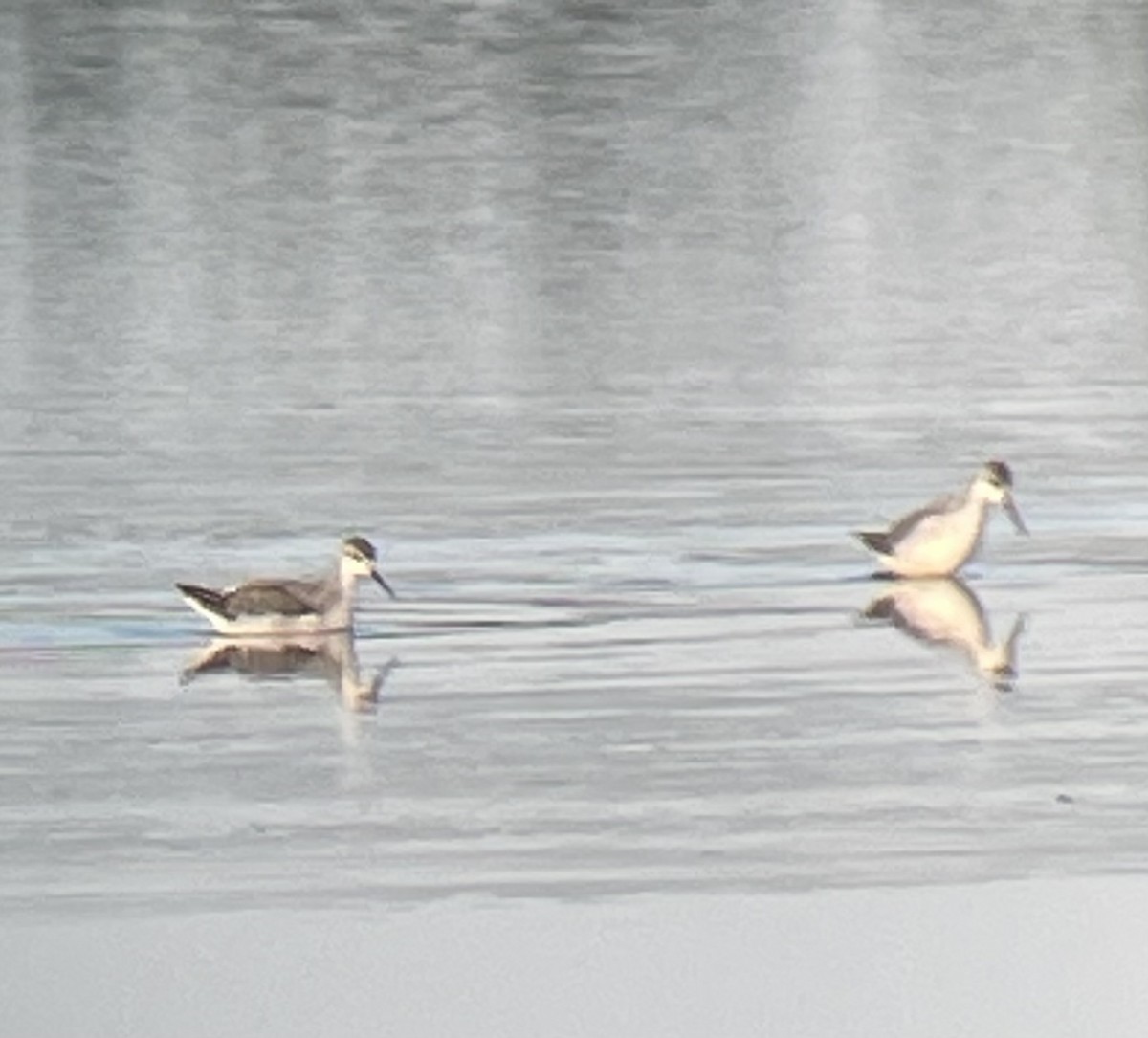 Wilson's Phalarope - ML623559172