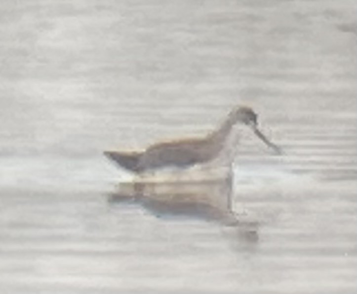 Wilson's Phalarope - ML623559173