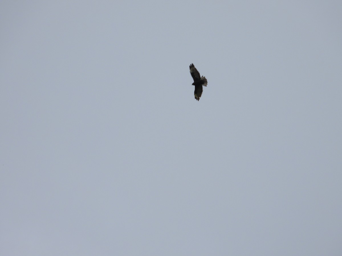 Himalayan Buzzard - ML623559179