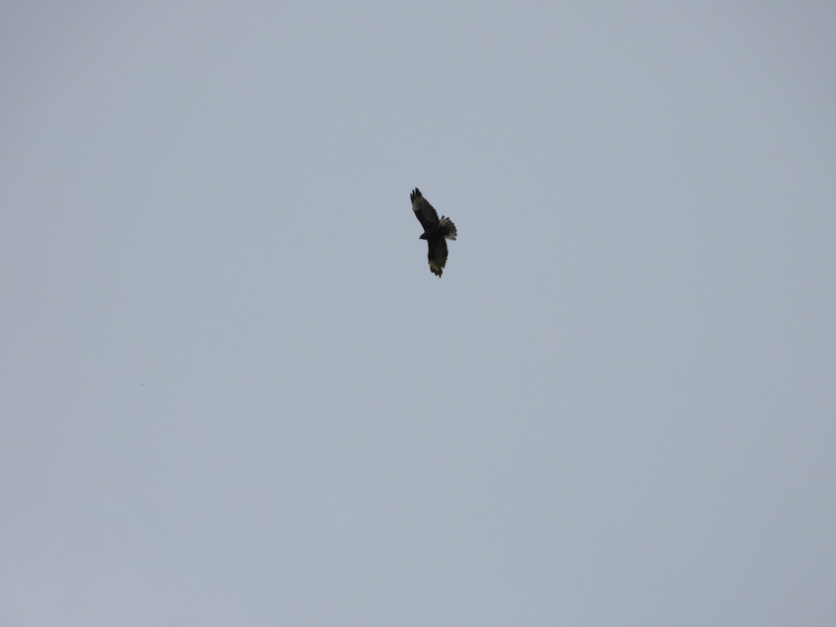 Himalayan Buzzard - ML623559180