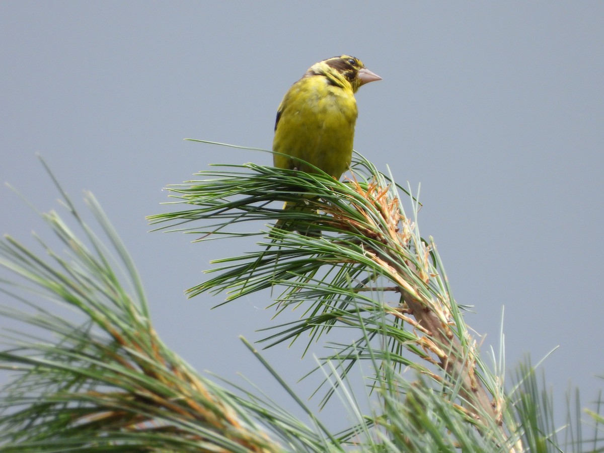 Yellow-breasted Greenfinch - ML623559192