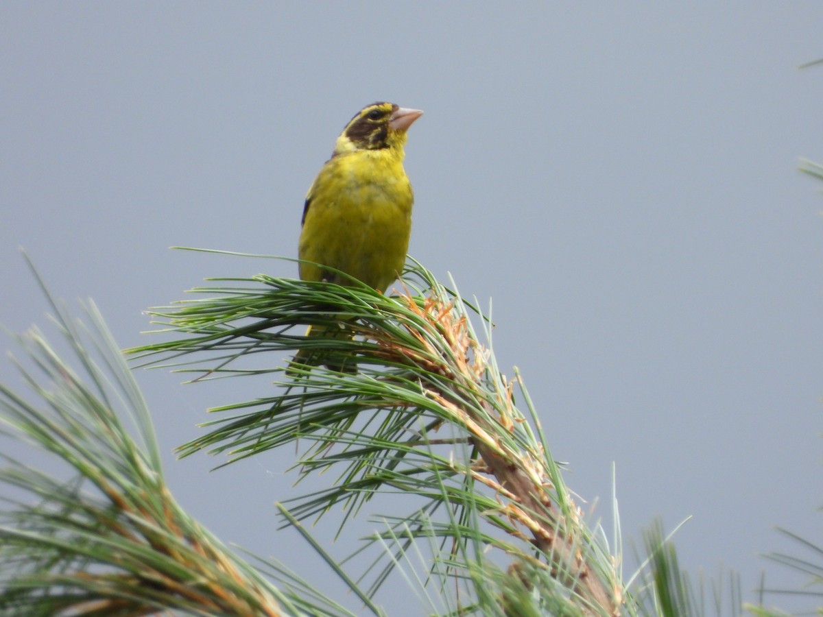 Yellow-breasted Greenfinch - ML623559193