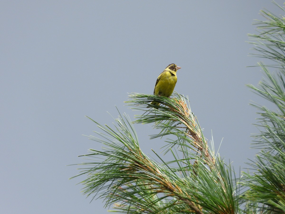 Yellow-breasted Greenfinch - Matthew Maciosek