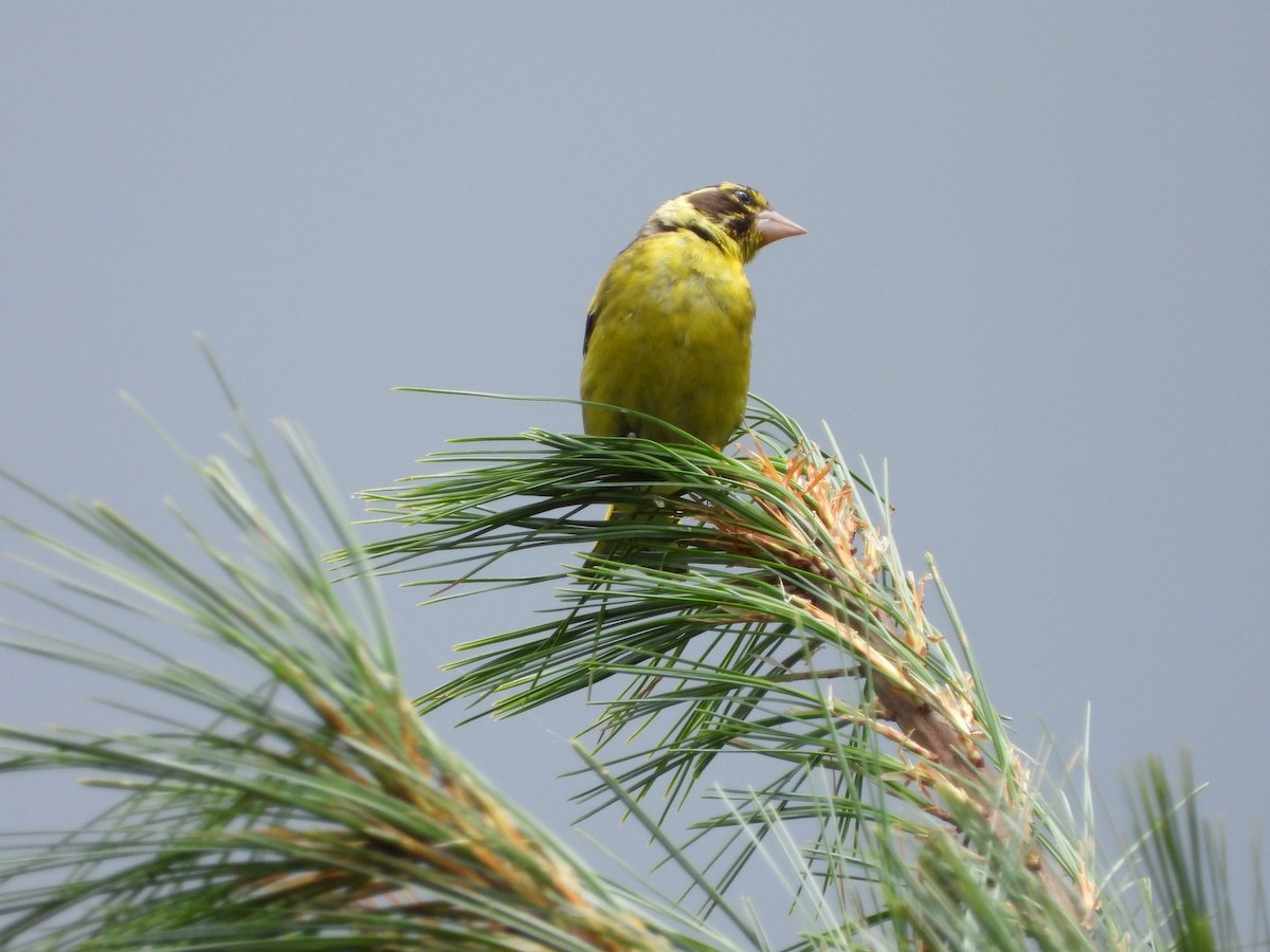 Yellow-breasted Greenfinch - ML623559195