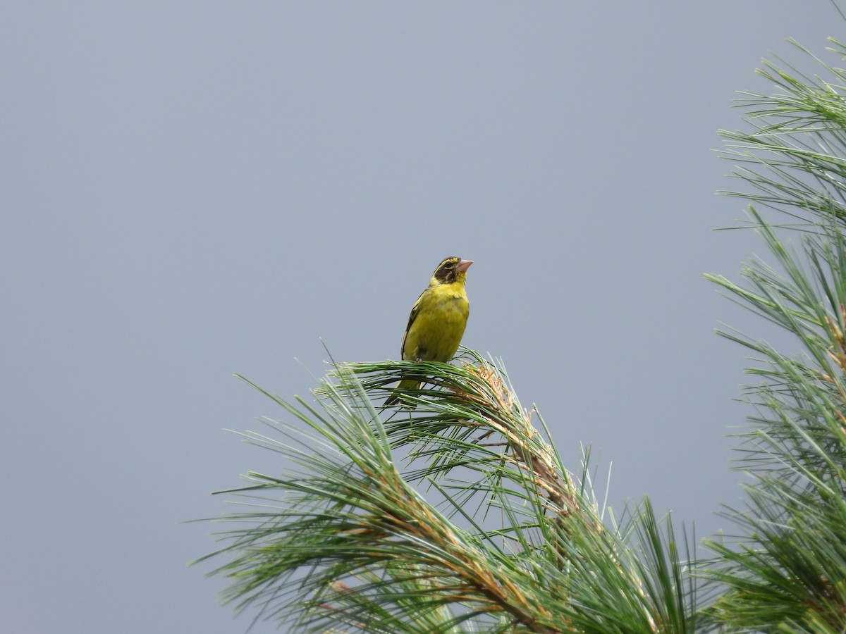 Yellow-breasted Greenfinch - ML623559196