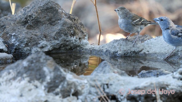 Tenerife Blue Chaffinch - ML623559201