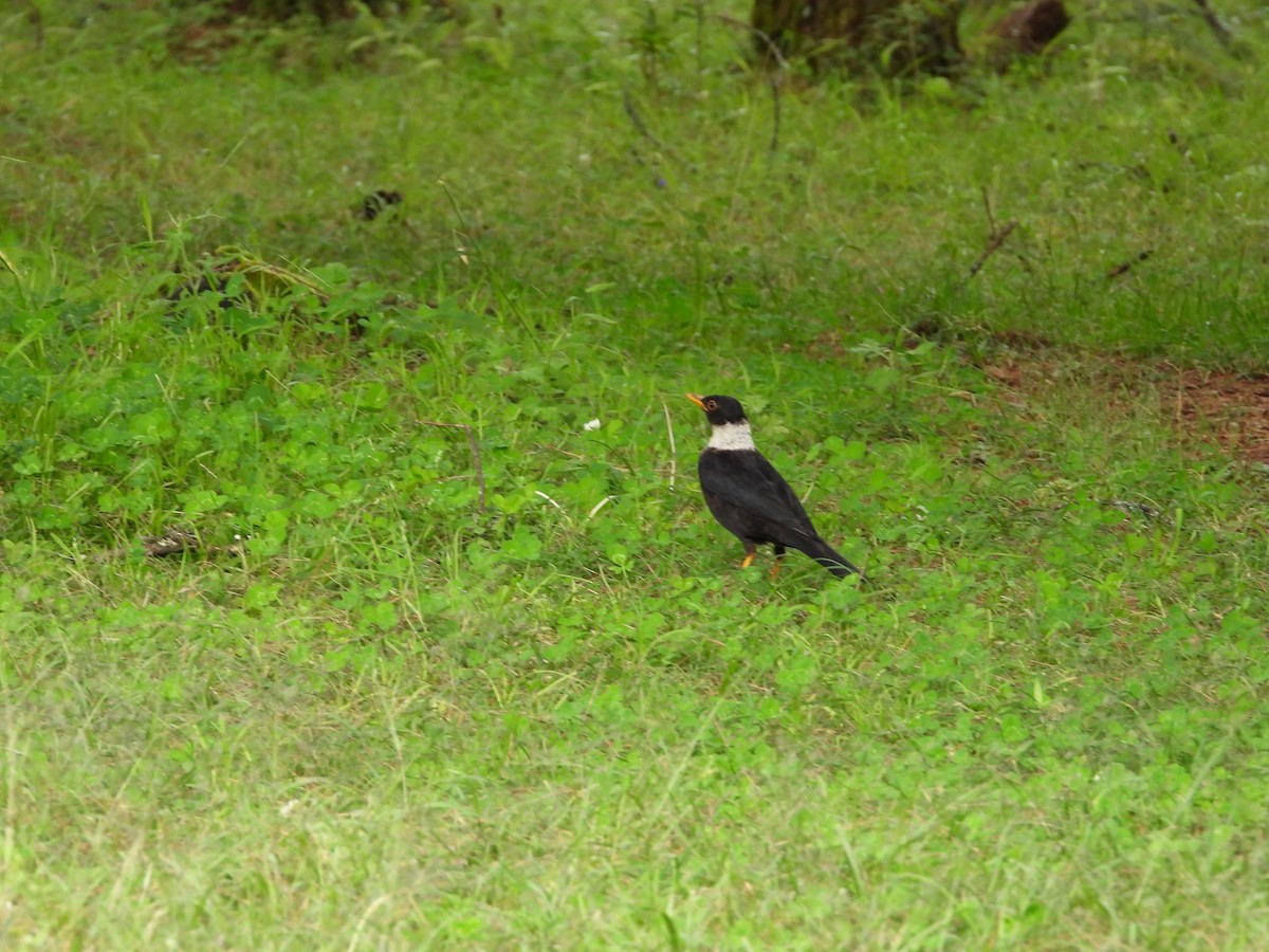 White-collared Blackbird - ML623559202