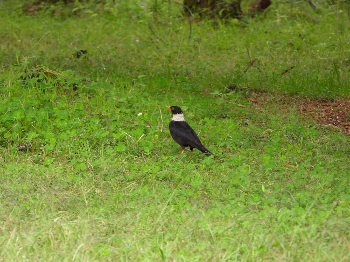 White-collared Blackbird - ML623559208