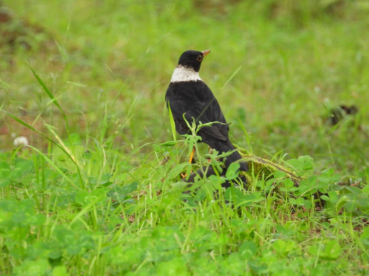 White-collared Blackbird - ML623559209