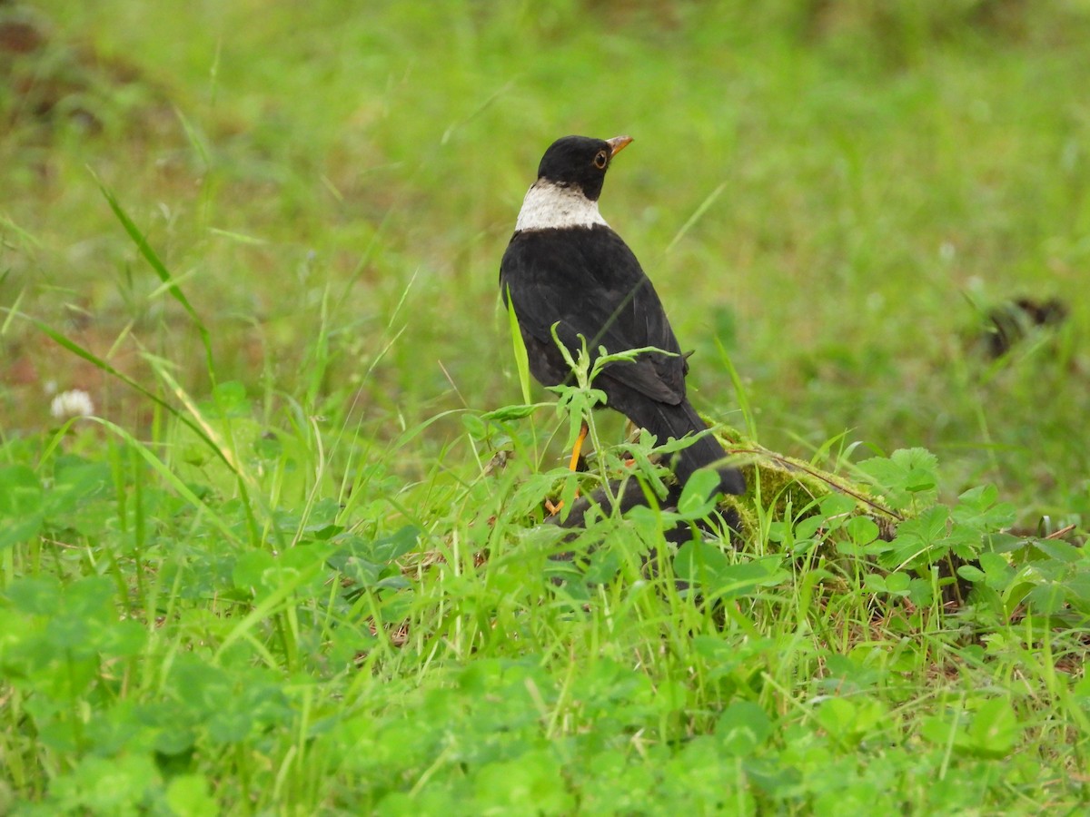 White-collared Blackbird - ML623559210