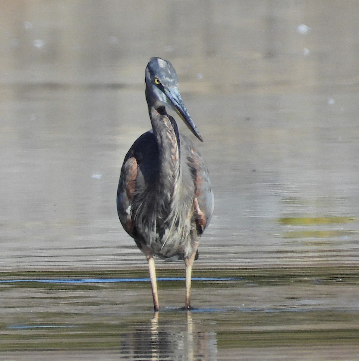 Great Blue Heron - ML623559216