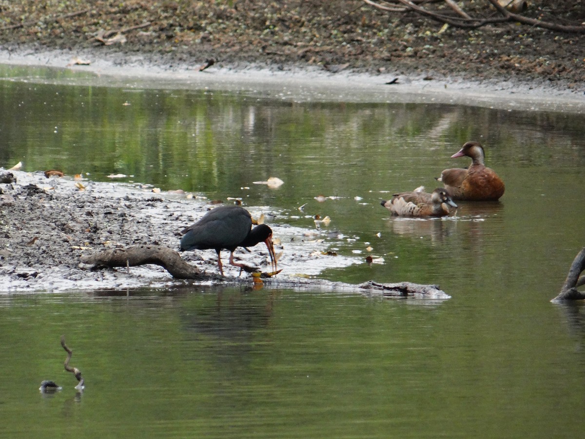 Bare-faced Ibis - ML623559232