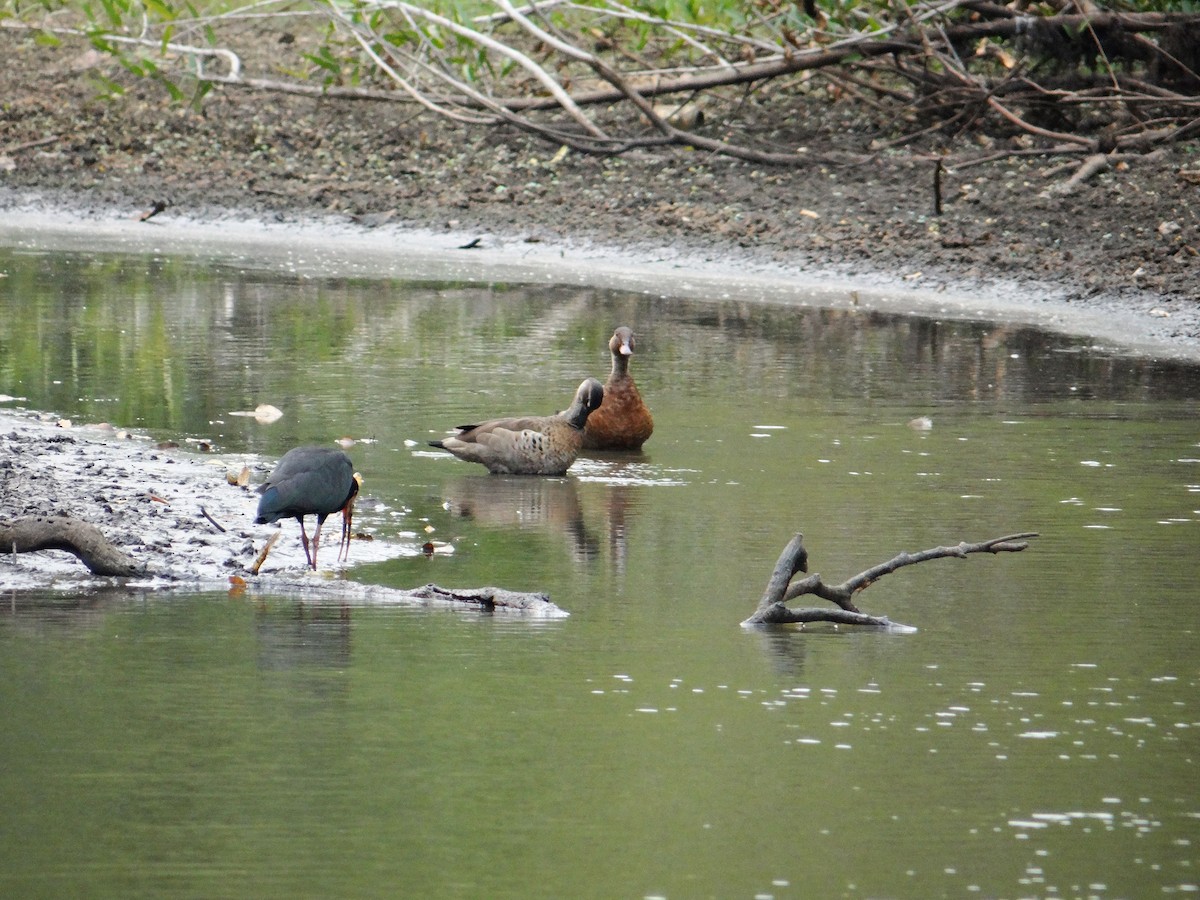 Bare-faced Ibis - ML623559233