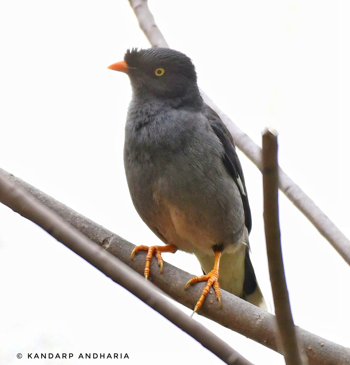 Jungle Myna - ML623559240