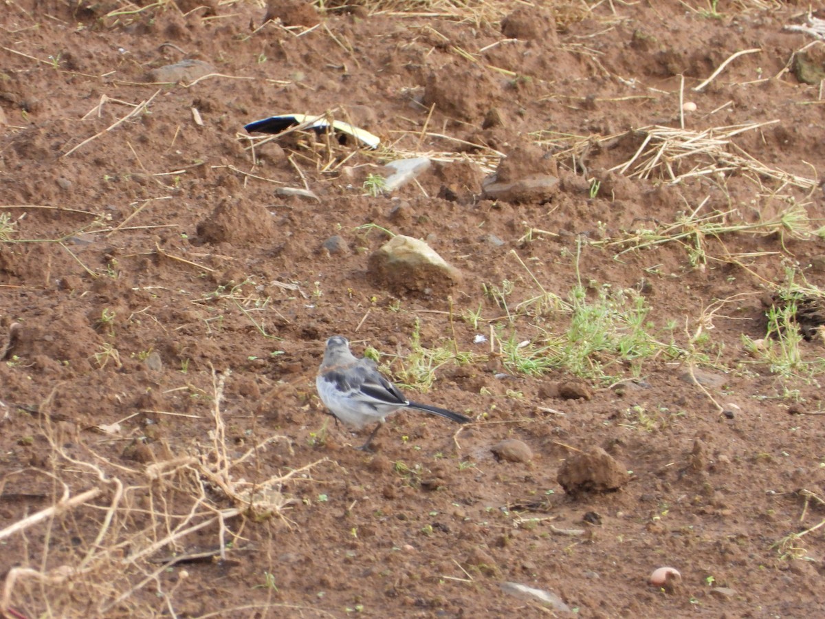 White Wagtail - ML623559241