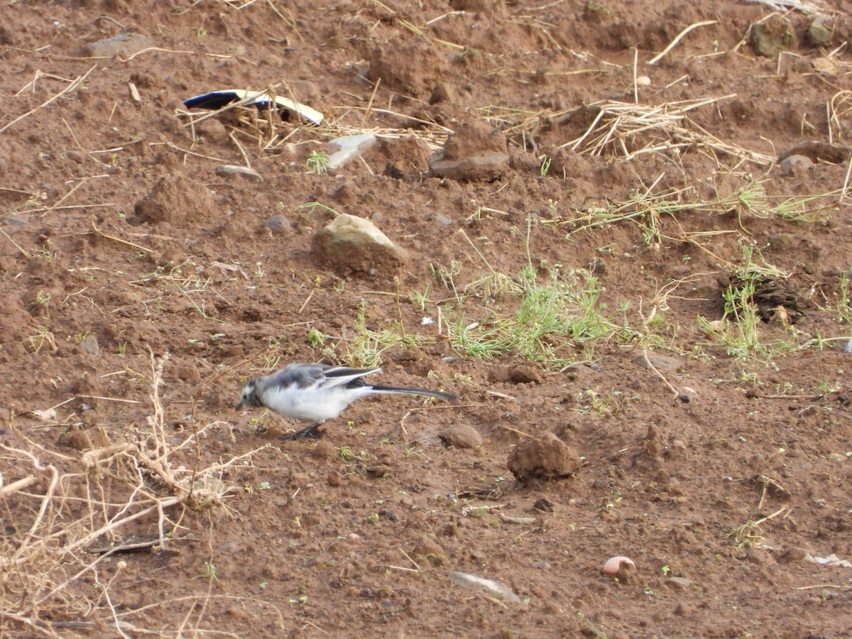 White Wagtail - ML623559242