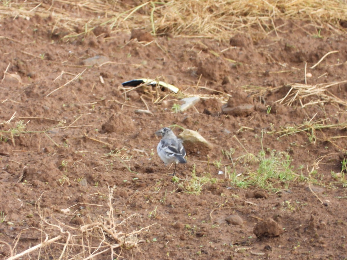 White Wagtail - Matthew Maciosek