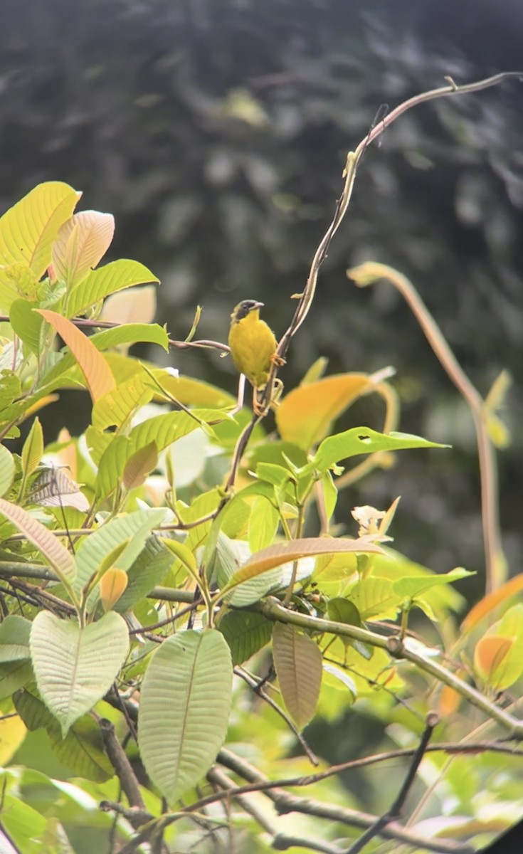 Olive-crowned Yellowthroat - ML623559247