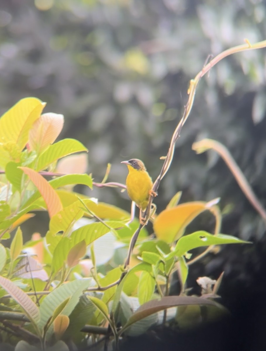 Olive-crowned Yellowthroat - ML623559248