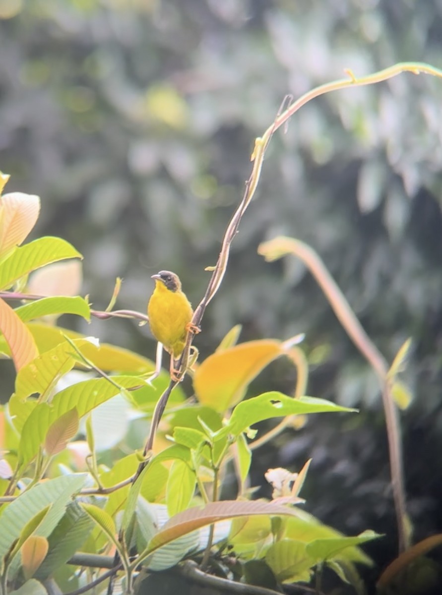 Olive-crowned Yellowthroat - Luis Enrique Fernández Sánchez