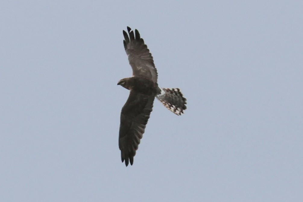 Pallid Harrier - Max Barrey