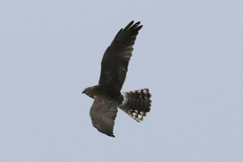 Pallid Harrier - Max Barrey