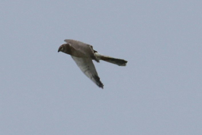 Pallid Harrier - Max Barrey