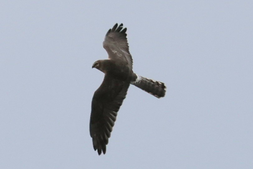 Pallid Harrier - Max Barrey