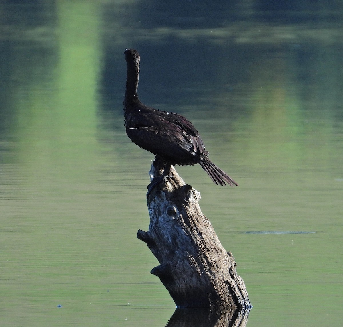 Double-crested Cormorant - ML623559270