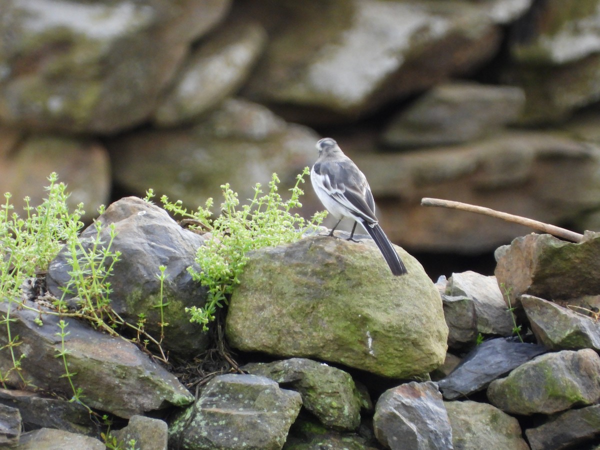 White Wagtail - ML623559284