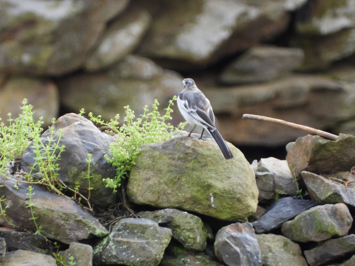 White Wagtail - ML623559285