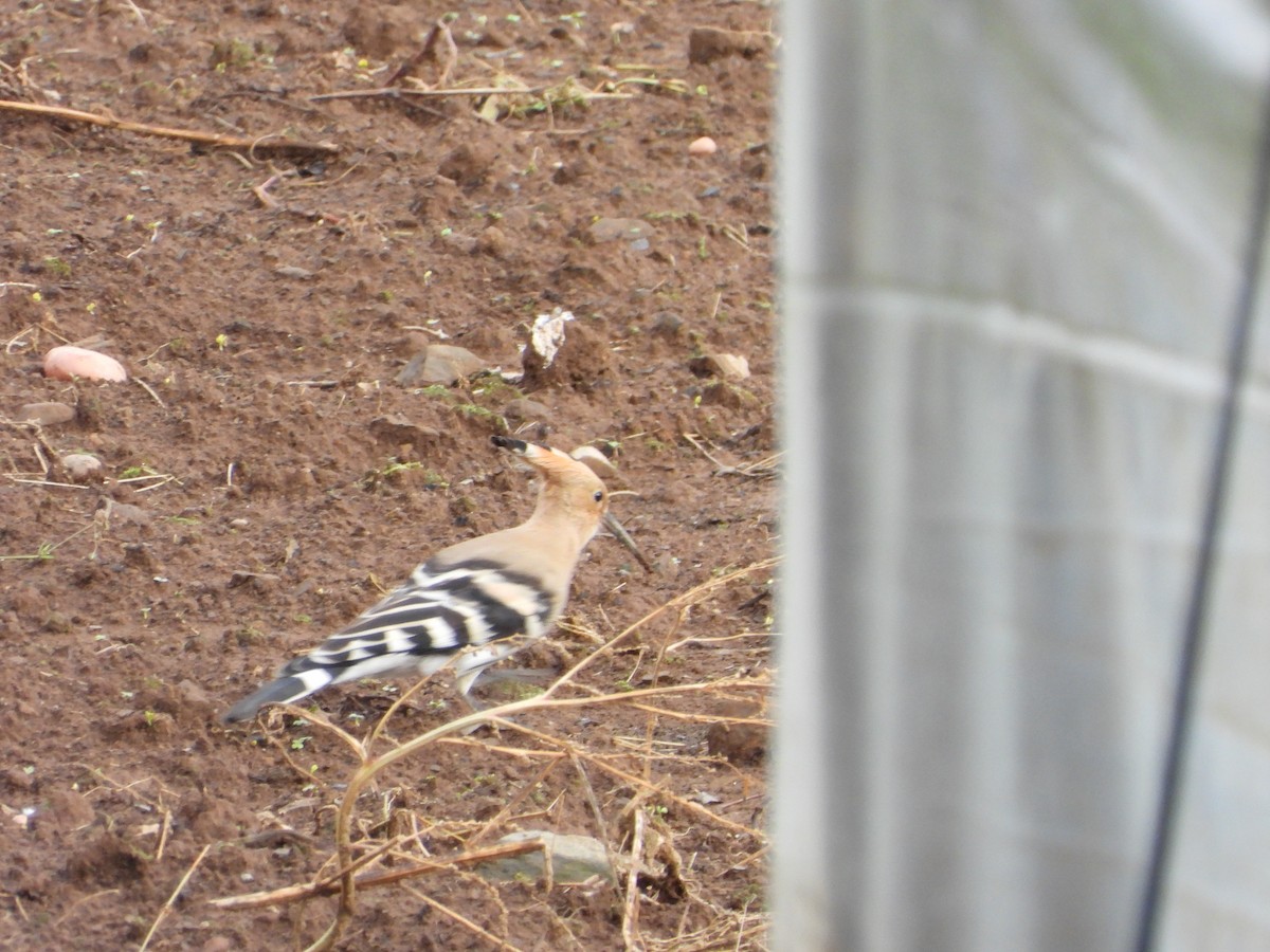 Common Hoopoe - ML623559287