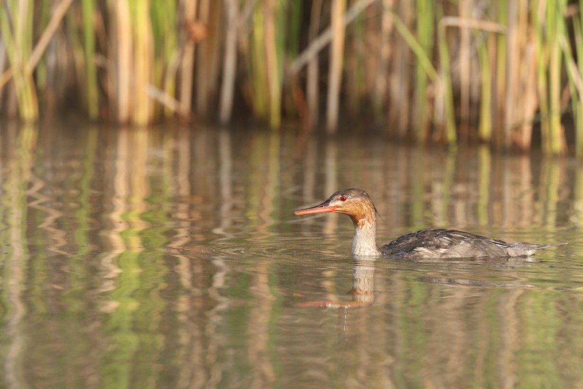 Red-breasted Merganser - ML623559417