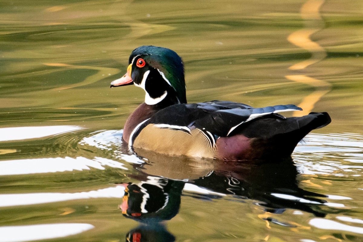 Wood Duck - ML623559431